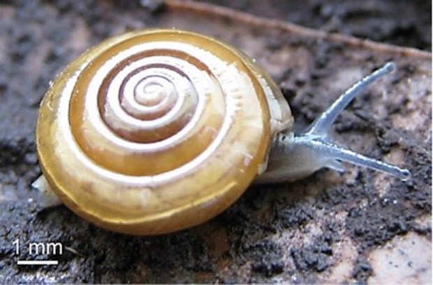 New snail species discovered in Thai province hinh anh 1