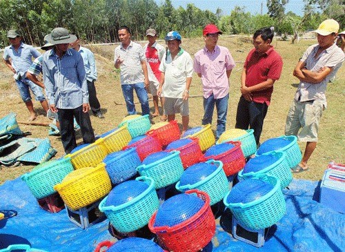 VietGap a windfall for shrimp farmers hinh anh 1