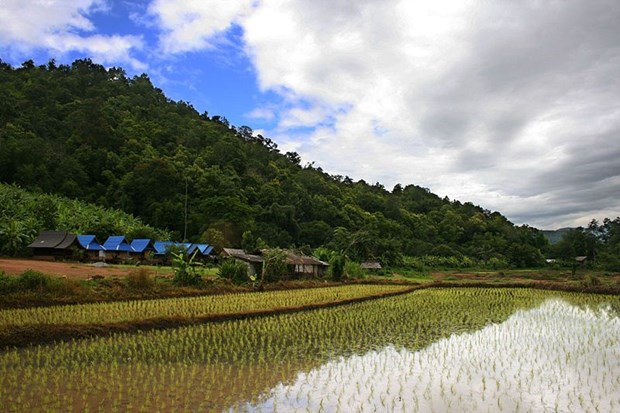 Thai rice still in global demand hinh anh 1