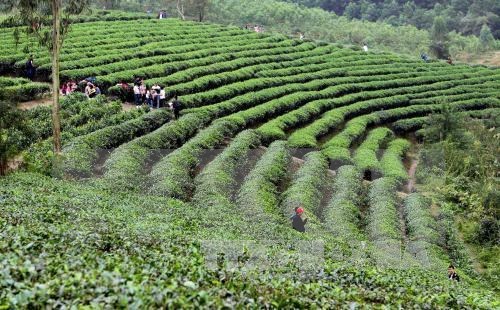 20,000 farmers join in int’l standard tea production hinh anh 1