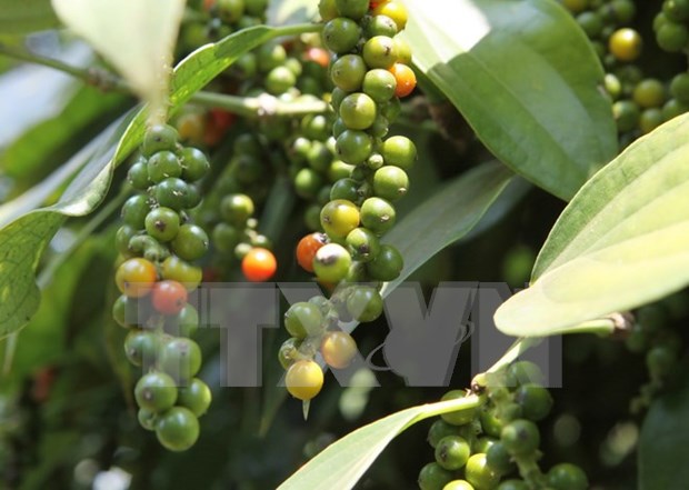 Peppercorn export drops in two months hinh anh 1