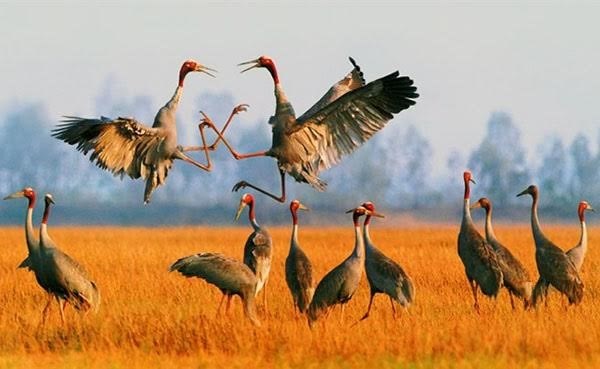 Red-headed cranes return to Phu My Reserve hinh anh 1