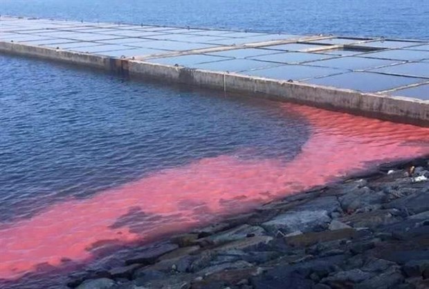 Algal bloom paints red streak in Vung Ang economic zone hinh anh 1