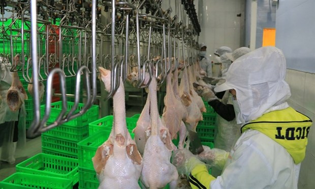 Vietnam’s chicken industry takes flight hinh anh 1