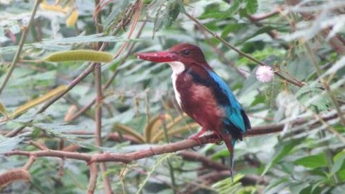 Ben En National Park moves to protect rare water birds hinh anh 1