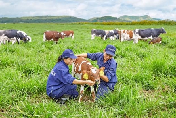 Vinamilk opens first European-standard dairy farm in Vietnam hinh anh 1