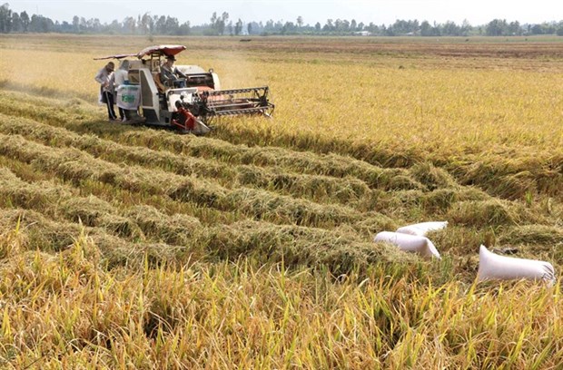 Clean rice processing cuts costs, emissions hinh anh 1