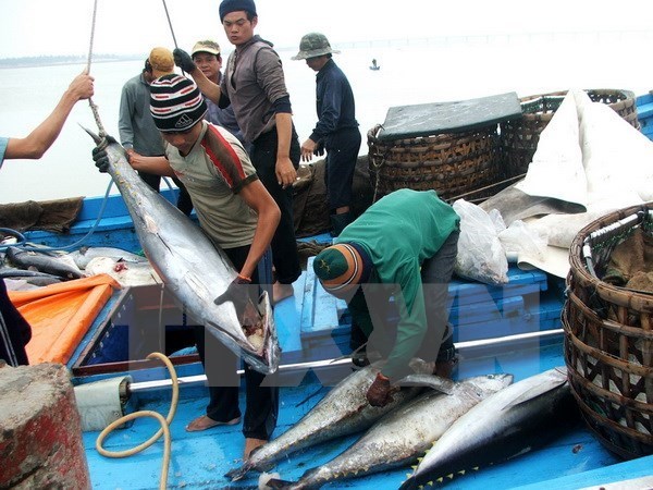 Vietnamese tuna exports suffer from Japan’s high import tariff hinh anh 1