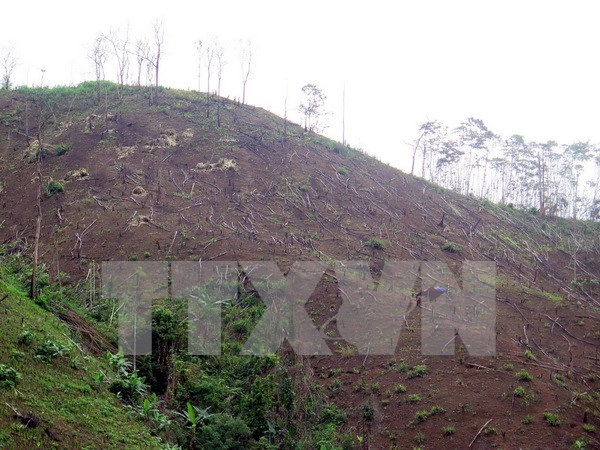 Dien Bien prosecutes deforestation cases in Muong Nhe hinh anh 1