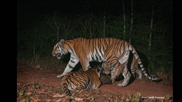 Tigers found in Thai World Natural Heritage Site hinh anh 1
