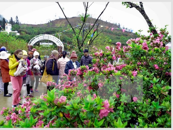 Rhododendron flowers await visitors at festival in Sa Pa hinh anh 1