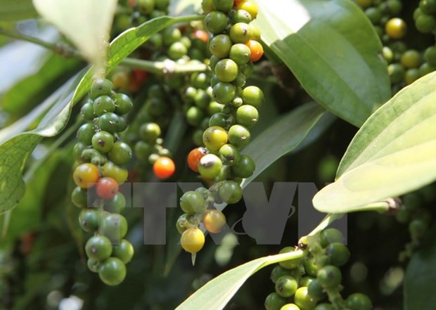 Vietnam’s pepper products to be traded on VNX hinh anh 1
