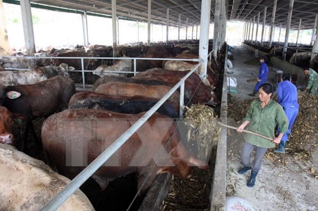 Central Highlands develops large-scale cattle farming hinh anh 1