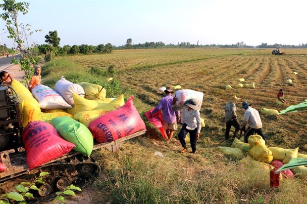 Land accumulation must benefit farmers: Deputy PM hinh anh 1