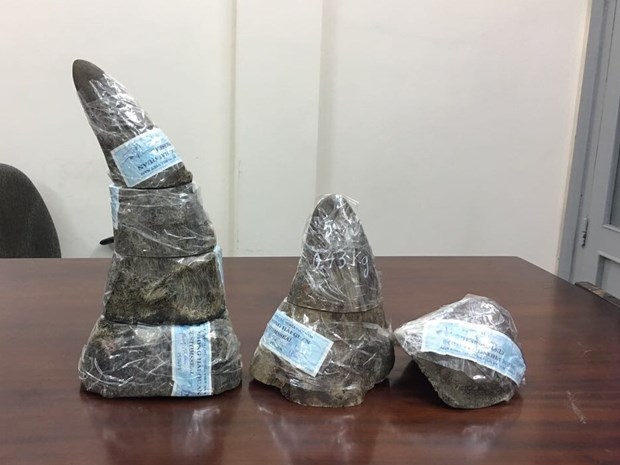 Five kg of rhino horn seized at southern airport hinh anh 1