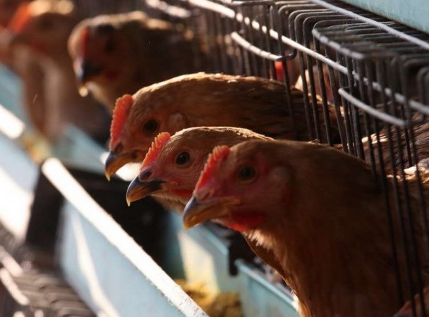 Saudi Arabia suspends live poultry import from Vietnam over bird flu hinh anh 1
