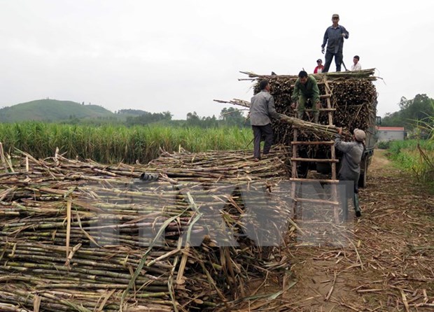 Indonesia targets to produce 1.2 million tonnes of sugar in 2017 hinh anh 1
