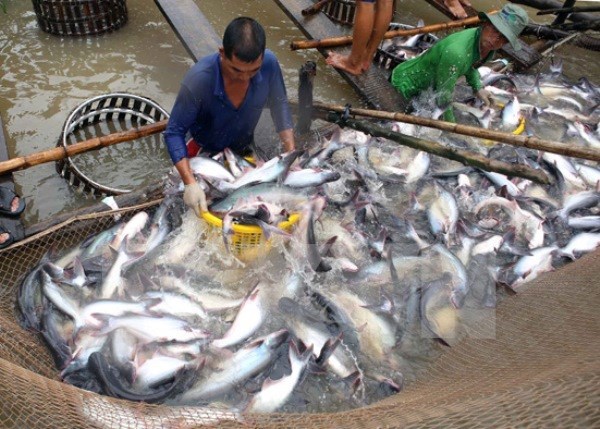 Fishery output exceeds 1 million tonnes in four months hinh anh 1