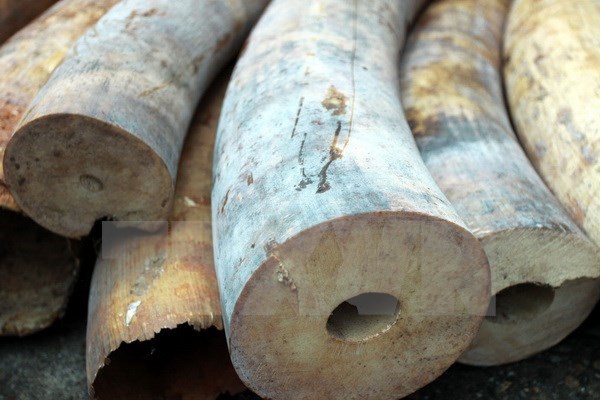 Customs at Tan Son Nhat airport seize products from elephant tusks hinh anh 1