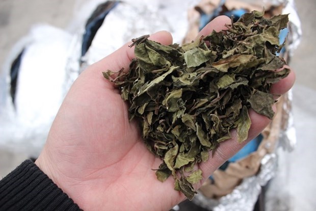 Containers containing Shisha, Khat leaves detected in Hai Phong hinh anh 1