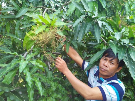 Dong Nai suffers from fruit losses hinh anh 1