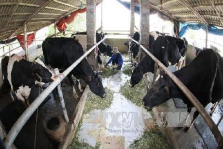 Vinamilk to invest in milch cow farm in Ha Nam hinh anh 1