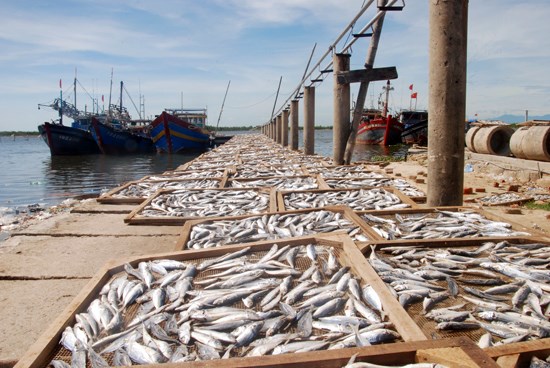 Fish from Formosa-contaminated waters being tested for safety hinh anh 1