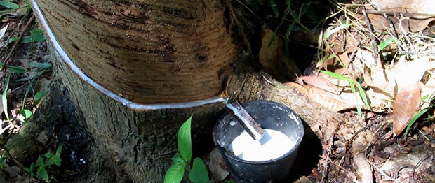 Cambodia optimistic about recovery prospect of rubber price hinh anh 1