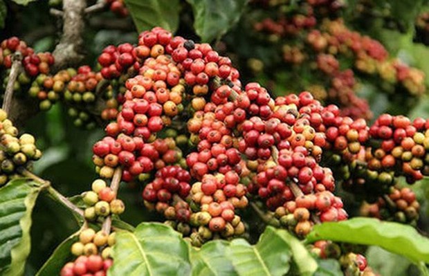 Coffee output to near last crop’s yield hinh anh 1