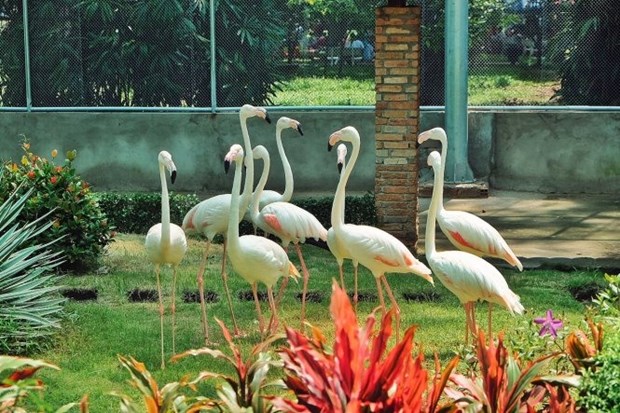Sai Gon Zoo opens flamingo garden, water park hinh anh 1