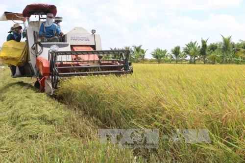 Network formed to create climate resilient rice in Mekong Delta hinh anh 1