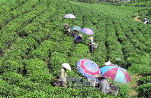 Vietnam’s five-month tea export sees strong growth hinh anh 1