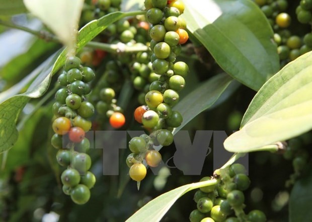 Measures sought for sustainable pepper development hinh anh 1