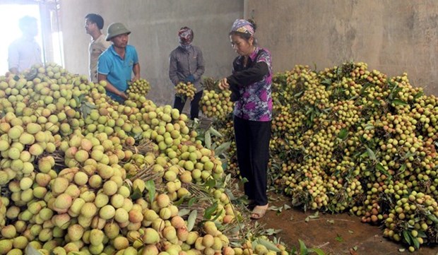 Bac Giang exports lychees to China hinh anh 1