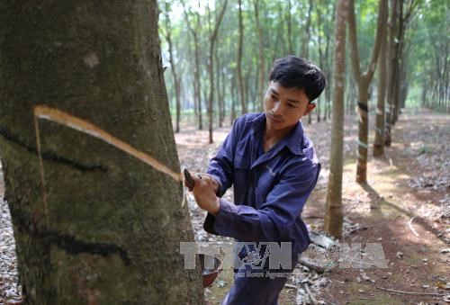 Central Highlands not to expand rubber area hinh anh 1