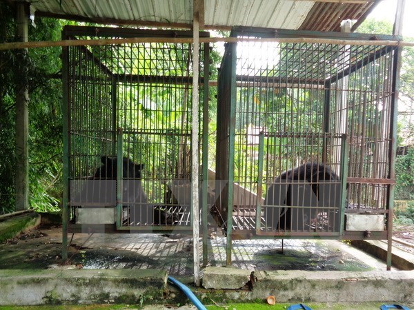 Three captive Tibetan bears transferred to care unit hinh anh 1