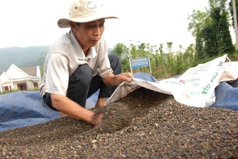 As highlands pepper prices fall, farmers hold out hinh anh 1