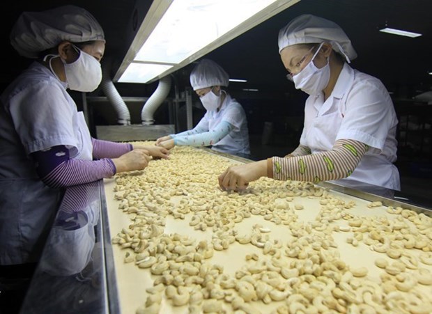 Vietnam expects to earn 3.3 billion USD from cashew exports hinh anh 1