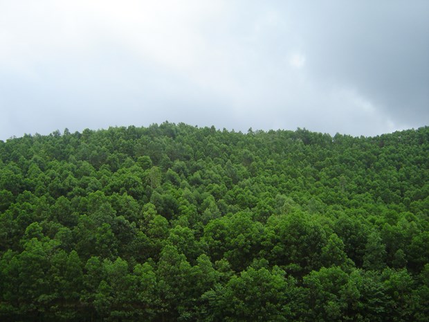 Vietnam targets 42 percent forest coverage by 2020 hinh anh 1