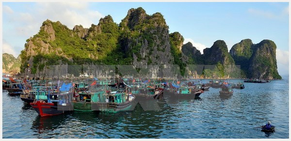 Eco-friendly aquaculture model on Ha Long Bay proves fruitful hinh anh 1