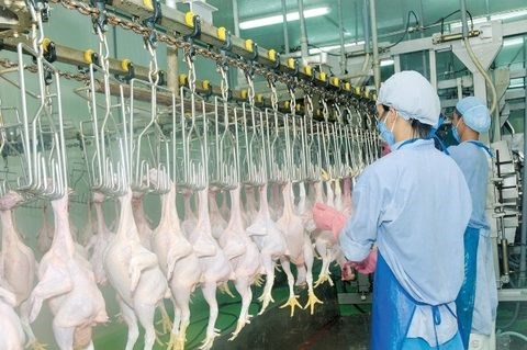 Vietnam gets nod to export poultry to Japan hinh anh 1