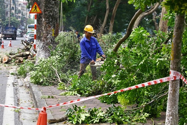 Hanoi to inform residents of tree-cutting plans hinh anh 1