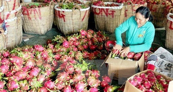 Vietnamese dragon fruit exported to 40 markets hinh anh 1