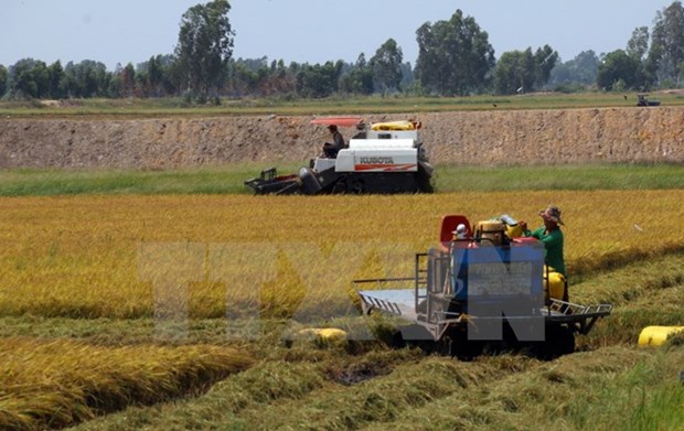 Vietnam targets exporting 4 million tonnes of rice by 2030 hinh anh 1
