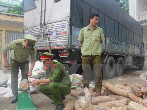 Thanh Hoa seizes nearly 2 tonnes of suspected ivory hinh anh 1