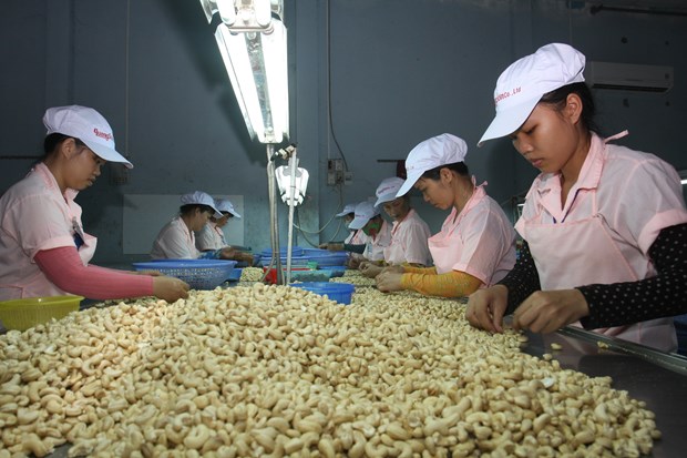 Material supply matters to cashew industry of Vietnam hinh anh 1