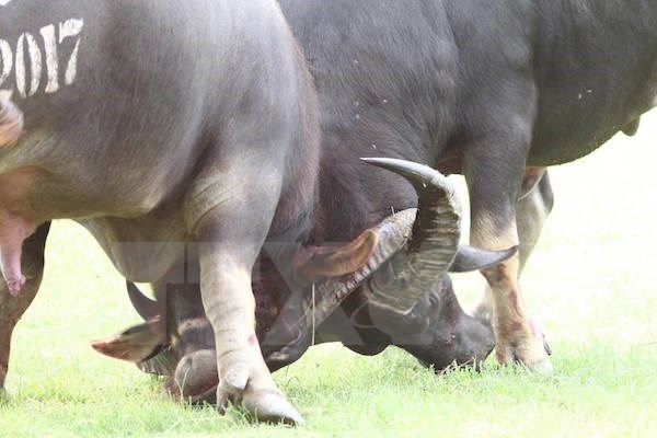 Buffalo fighting festival may lose heritage status hinh anh 1