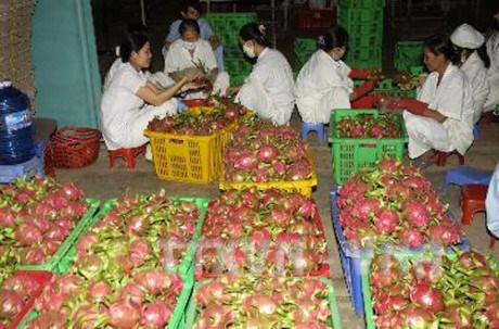 Binh Thuan looks to expand VietGap dragon fruit area hinh anh 1