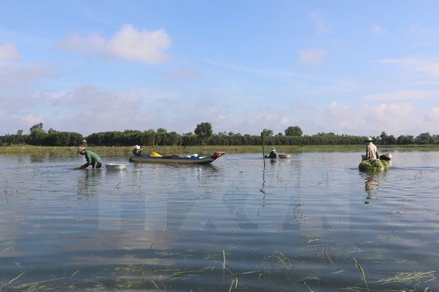 Flooding season kicks off in Mekong Delta hinh anh 1