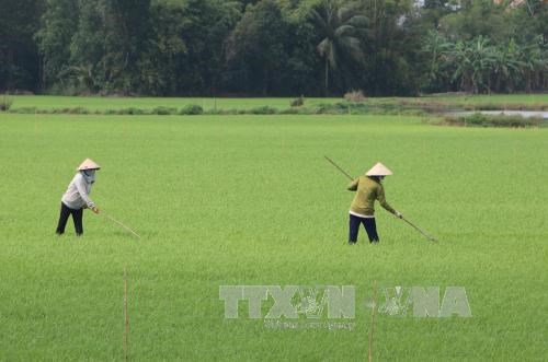 Mekong Delta sees drop in Fall-Winter rice areas hinh anh 1